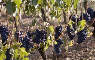 Viñedos de Società Agricola Caparzo