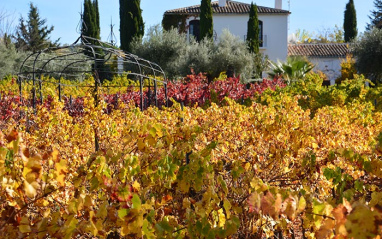 Viñedos junto a la bodega