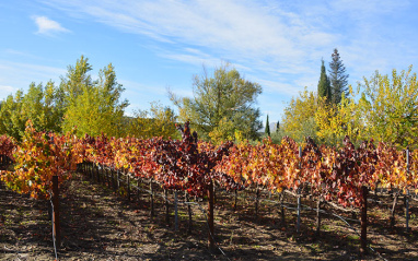 Viñas en otoño