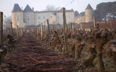 Viñedo en invierno con el castillo al fondo